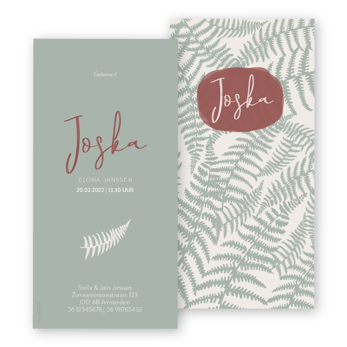 Babykaartje varens botanisch Joska